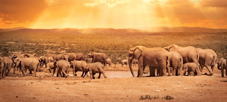 Ecoturismo in africa: elefanti