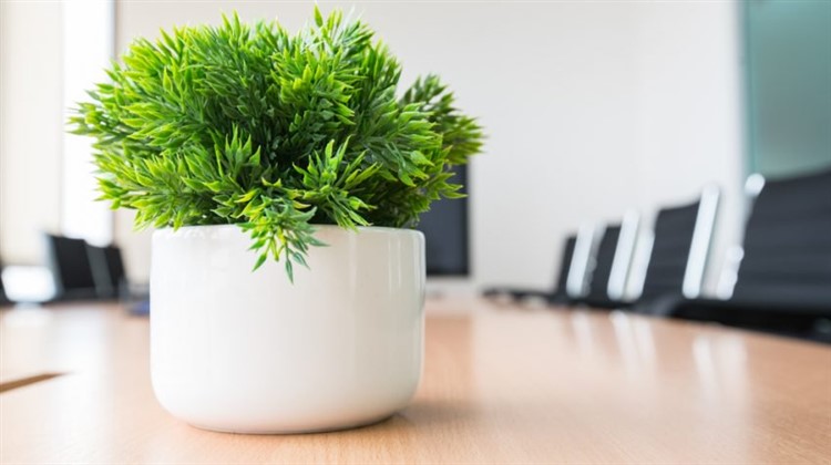 ufficio ecologico: piante in ufficio