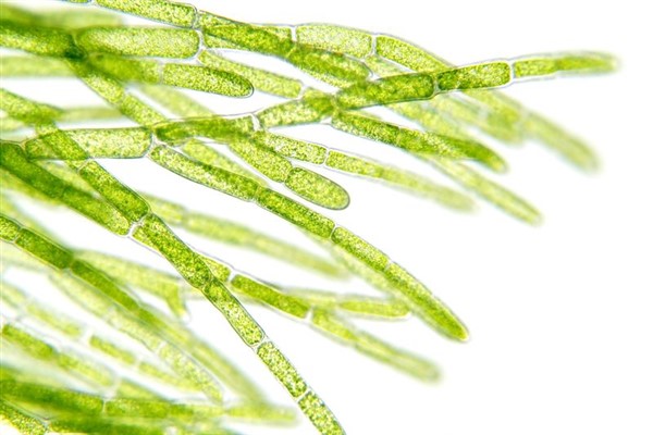 Biocarburanti dalle alghe