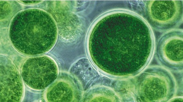 Investimenti su Biocarburanti dalle alghe