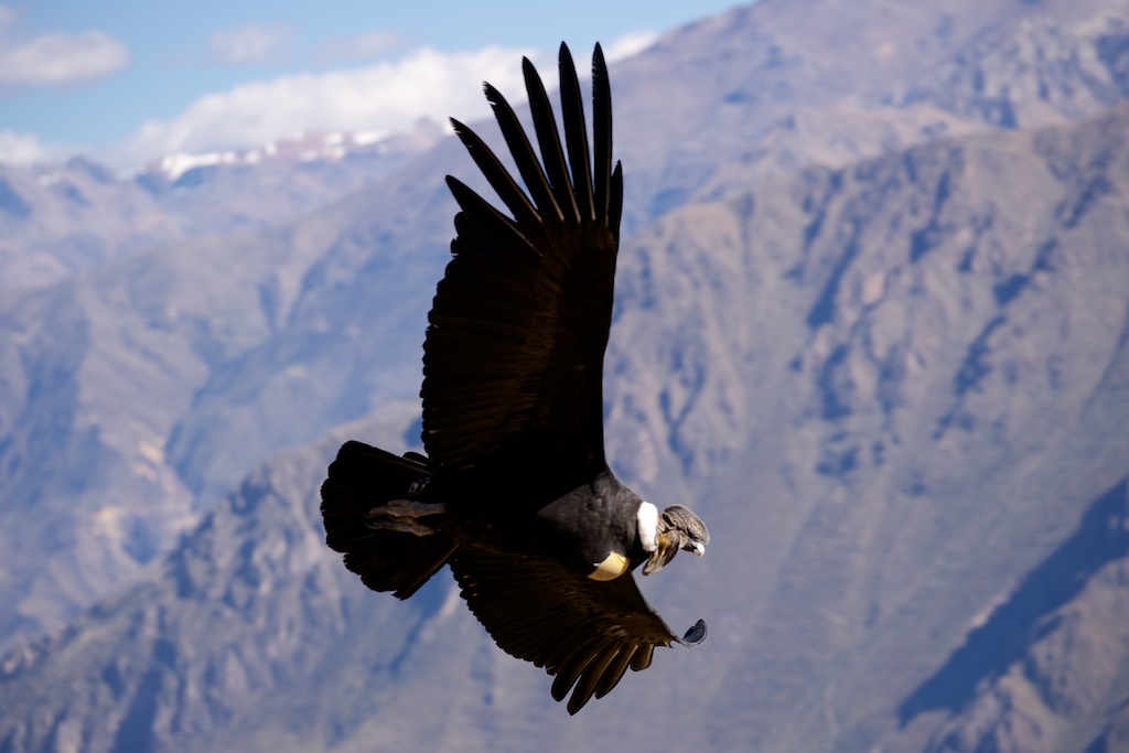 Condor Andini Perù
