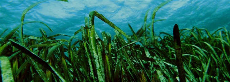 proprietà delle alghe marine